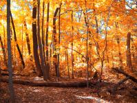 Podzimní Woods