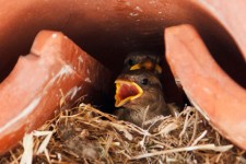 Bebé en el nido de pájaro