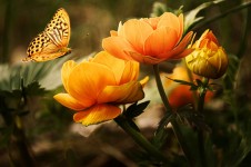 Bakgrund med blomma och fjäril
