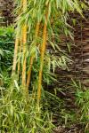 Bambù in giardino