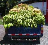Caminhão de entrega de banana, o Panamá