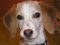 Filhote de cachorro beagle