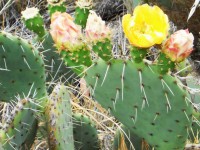 Vackra Blooming Cactus