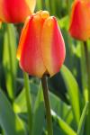 Tulipán hermoso