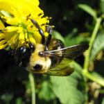 Пчела на цветы