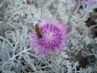 Bee pe flori