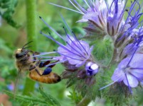 Bee pollinerar en blomma