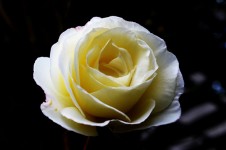 Grandes rosas blancas