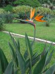 Paradijsvogel bloem