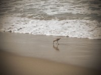 Fågel på stranden