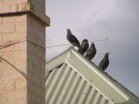 Fåglar på ett tak