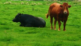 Czarnym i brązowym byka
