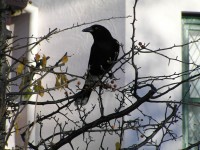 Zwarte vogel