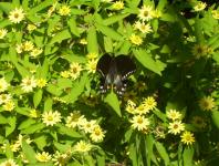 Černý motýl na květiny