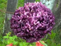 Black potargane Poppy