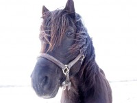 Looking Black Stallion