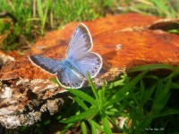 Blue Wing de la mariposa