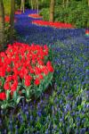 Canteiro de flores azuis e vermelhas