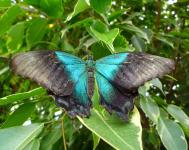 Błękitny motyl