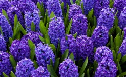 Blauwe hyacinten