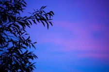 Blauwe blad silhouet