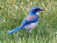 Un pájaro azul