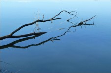 Branches dans l'eau