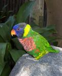 Bright Colorful Parrot