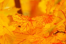 Brillantes hojas amarillas