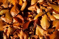 Brązowe liście bukowe