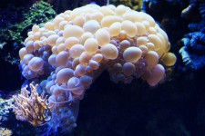 Bolla corallo