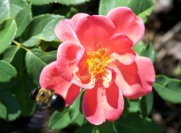 Bumblebee e Rose