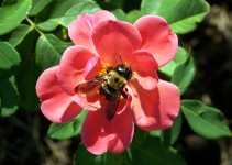 Bumblebee su Rose