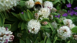 Bumblebee su fiori bianchi