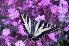 Бабочки Цветочная