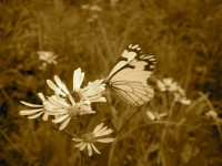 Butterfly pe flori