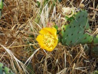 Cactus Bloom In Nature