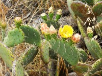 Cactus květy