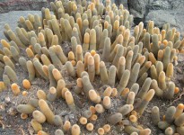 Cactus Dedos