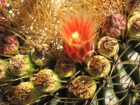 Kaktus i blom