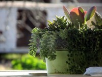 Cactus in vaso verde