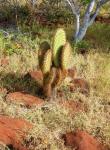Cactus auf Galapagos-Insel