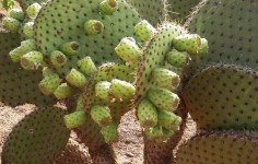 Cactus auf Galapagos-Insel