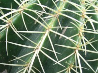 Cactus espinas