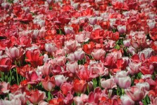 Tulip campo