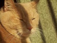 Katze im Sonnenschein