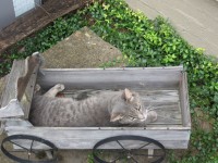 Katt i Wagon