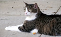 Cat Liggande på Sidewalk