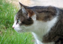 Cat profil