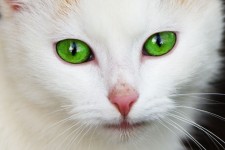 Gato con ojos verdes